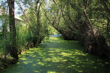A sun-dappled water channel covered in green duckweed winds between rustic dwellings