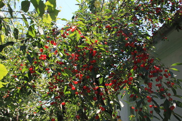 Abundant ruby-red cherries dangle from green branches