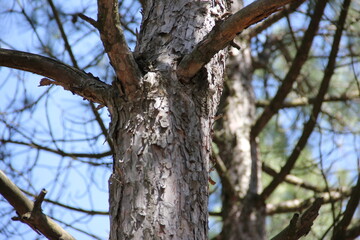 peeling tree bark in wood