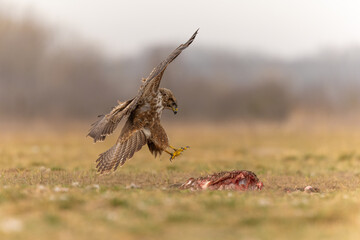 Bussard im Landeanflug