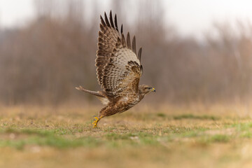 Bussard im Landeanflug
