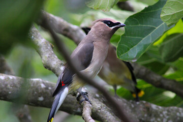 Waxwing Bandit Bird 02