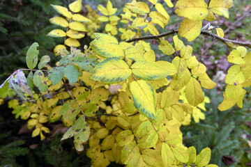 Close-up of vibrant yellow leaves on a shrub, showcasing the beauty of autumn foliage in a natural setting.