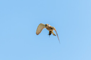 Common kestrel (Falco Tinnunculus) in flight with a mouse in its claws, Blue sky, copy space.