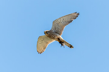 Common kestrel (Falco Tinnunculus) in flight with a mouse in its claws, Blue sky, copy space.
