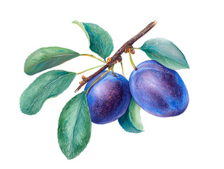 Watercolor plums on branch with green leaves, botanical illustration, isolated on white