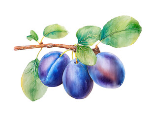 Watercolor plum branch with leaves, detailed botanical illustration, isolated on white