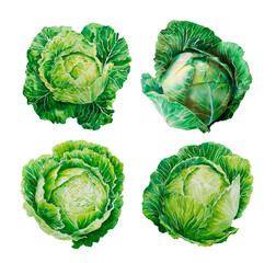 Set of watercolor green cabbages, botanical illustration, isolated on white background
