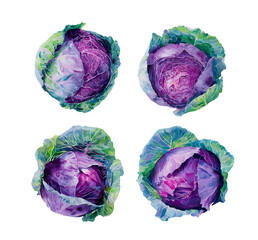Set of watercolor red cabbages, botanical illustration, isolated on white background