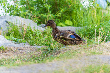 A duck female stands on its paws on the green shore of a pond.