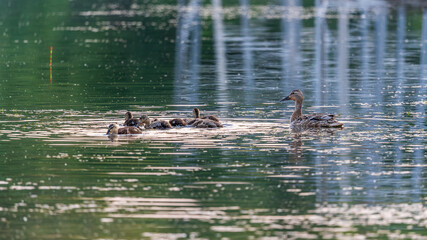 A family of ducks, a duck and its little ducklings are swimming in the water. The duck takes care of its newborn ducklings. Mallard, lat. Anas platyrhynchos