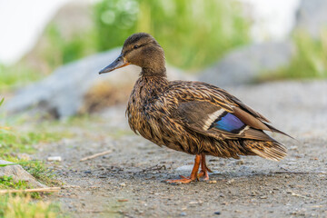 A duck female stands on its paws on the green shore of a pond.