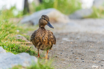 A duck female stands on its paws on the green shore of a pond.