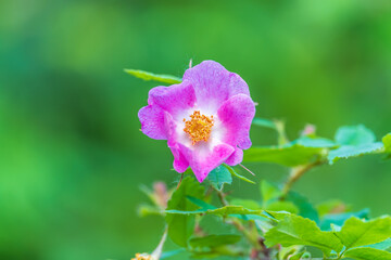 Blooming rosehip flower, beautiful pink flower on a bush branch. Beautiful natural background of blooming greenery.