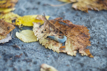 Great gray slug, leopard slug (Limax maximus), family Limacidae crawling on the ground, leaves. Leopard Slug or great grey slug, Limax maximus, crawling on granite stone in the garden on a rainy day.