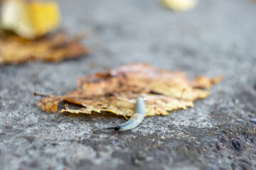 Great gray slug, leopard slug (Limax maximus), family Limacidae crawling on the ground, leaves. Leopard Slug or great grey slug, Limax maximus, crawling on granite stone in the garden on a rainy day.