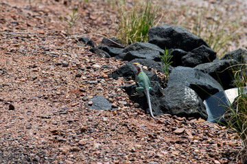 Desert lizard