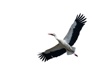 White stork flying wide open wings and open beak png isolated transparent