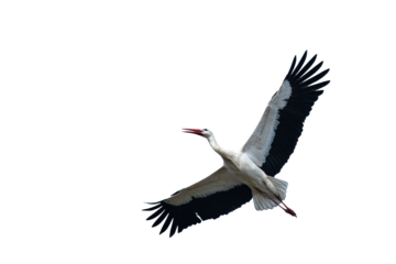 White stork flying wide open wings and open beak png isolated transparent