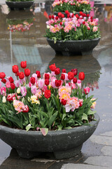 Colorful tulips flowers in the pond in front of the Rijksmuseum in Amsterdam. Netherlands