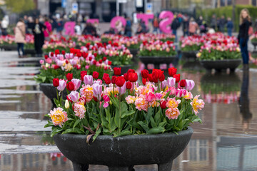  Colorful tulips flowers in the pond in front of the Rijksmuseum in Amsterdam. Netherlands