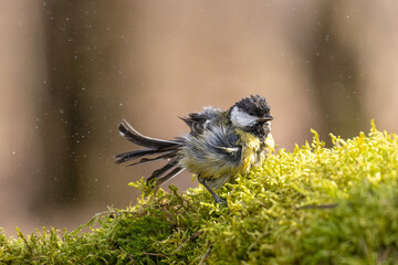 Kohlmeise nach dem Baden
