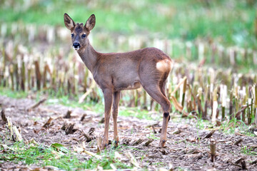 roe deer in a cornfield