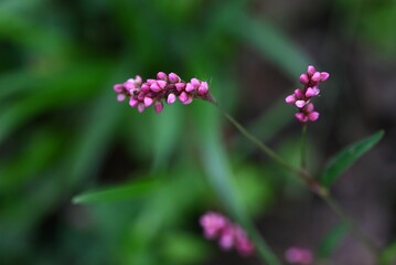 Creeping smartweed (Persicaris longiseta). Polygonaceae annual weed. Small pink flowers bloom densely on the spikes from April to November.
