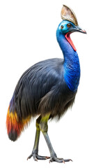 Majestic cassowary bird profile detailed close-up isolated for wildlife photography and zoological studies isolated on transparent background