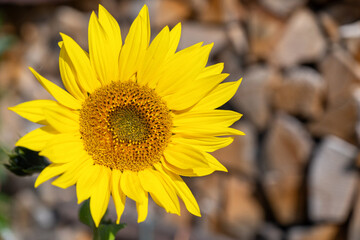 Sonnenblume vor Brennholz mit Freiraum für individuelle Anpassungen
