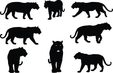 Panther silhouette set, big cat vector illustration, wild animal artwork, black feline poses, predator anatomy study, zoology design, educational biology nature art