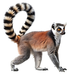 Obraz premium Ring-tailed lemur side view detailed portrait isolated for wildlife photography and animal concepts isolated on transparent background