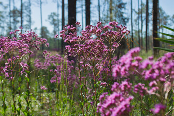 Obraz premium purple flowers in the forest