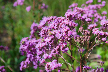 bee on purple flowers in a field
