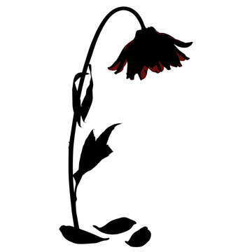 Withered flower silhouette with falling petals in black and red for sorrow visuals