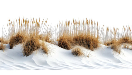 Sandy dunes topped with wispy, brown grass against dark backdrop