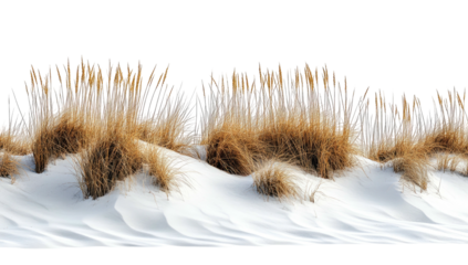 Sandy dunes topped with wispy, brown grass against dark backdrop