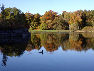 Fall landscape with lake in the park