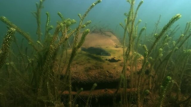 A zander &ndash; Sander lucioperca &ndash; lies on a sunken car hood and opens its mouth in defense before swimming away. Rare interaction between wildlife and submerged human relic.