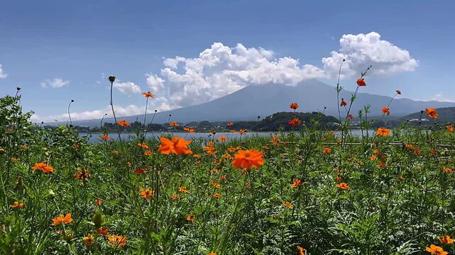 gorgeous view of orange flowers, stunning mt fuji scenery, beautiful landscapes of japan, vibrant colors of blooming flowers, picturesque views of nature's beauty, serene moments with bright orange bl