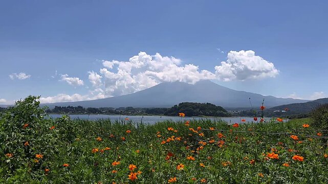 gorgeous view of orange flowers, stunning mt fuji scenery, beautiful landscapes of japan, vibrant colors of blooming flowers, picturesque views of nature's beauty, serene moments with bright orange bl