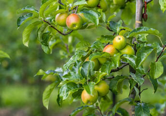 Red ripe juicy apples on a branch in the garden. Apple orchard. Apple trees. Rural garden. Ripe red apples on a tree. Apple on tree in the garden.