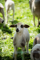 Fototapeta premium Little lamb. Little lamb graze the grass. White sheep. Farming. Farm animal, lamb on pasture. Sheep on green grass. Portrait of little baby lamb.