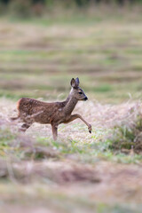 Roe deer