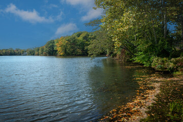 Leaves on Lake Lefferts