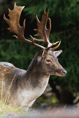 Fallow deer close up