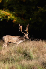 stong fallow deer