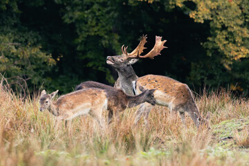 Fallow deer rut