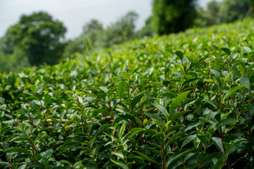 green Tea field at darjeeling