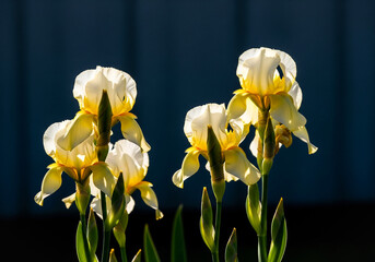 Delicate yellow and white iris flowers blooming against a dark blue background blossom